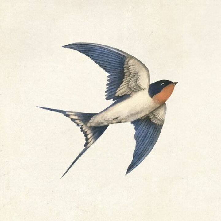 楽天市場 つばめ 鳥 イラストの壁紙 輸入 カスタム壁紙 Photowall Barn Swallow 貼ってはがせるフリース壁紙 不織布 海外取寄せ商品 代引き 後払い不可 壁紙屋本舗 カベガミヤホンポ