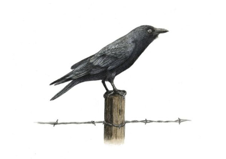 楽天市場 カラス 鳥 イラスト 黒 ブラックの壁紙 輸入 カスタム壁紙 Photowall Country Crow 貼ってはがせるフリース壁紙 不織布 海外取寄せ商品 代引き 後払い不可 壁紙屋本舗 カベガミヤホンポ