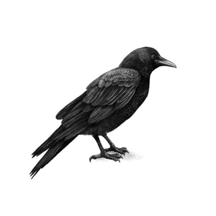 楽天市場 カラス 鳥 イラスト 黒 ブラックの壁紙 輸入 カスタム壁紙 Photowall Crow 貼ってはがせるフリース壁紙 不織布 海外取寄せ商品 代引き 後払い不可 壁紙屋本舗 カベガミヤホンポ