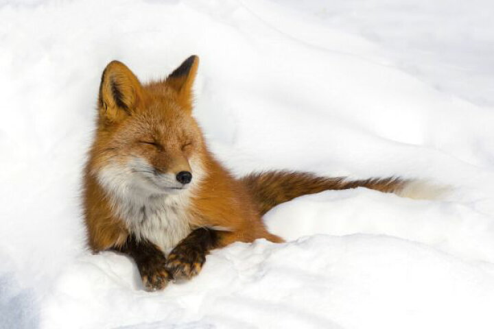 楽天市場 キツネ 動物 雪 写真の壁紙 輸入 カスタム壁紙 Photowall Red Fox In The Snow 貼ってはがせるフリース壁紙 不織布 海外取寄せ商品 代引き 後払い不可 壁紙屋本舗 カベガミヤホンポ