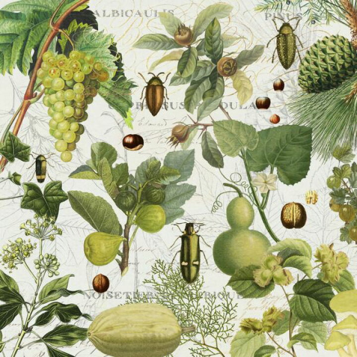 楽天市場 ブドウ イチジク 虫 ボタニカル イラスト 緑 グリーンの壁紙 輸入 カスタム壁紙 Photowall Botanical Gardens Greens 貼ってはがせるフリース壁紙 不織布 海外取寄せ商品 代引き 後払い不可 壁紙 屋本舗 カベガミヤホンポ