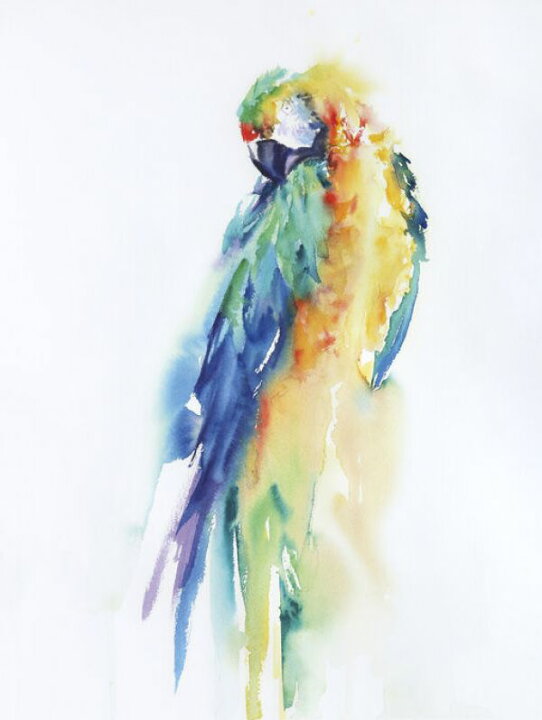 楽天市場 オウム 鳥 イラスト 水彩画の壁紙 輸入 カスタム壁紙 Photowall Colorful Parrots Ii 貼ってはがせるフリース壁紙 不織布 海外取寄せ商品 代引き 後払い不可 壁紙屋本舗 カベガミヤホンポ
