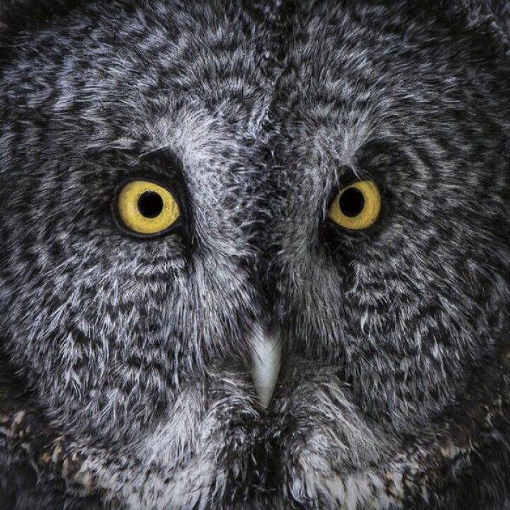 楽天市場 フクロウ 鳥 顔 写真の壁紙 輸入 カスタム壁紙 Photowall Great Grey Owl 貼ってはがせるフリース壁紙 不織布 海外取寄せ商品 代引き 後払い不可 壁紙屋本舗 カベガミヤホンポ