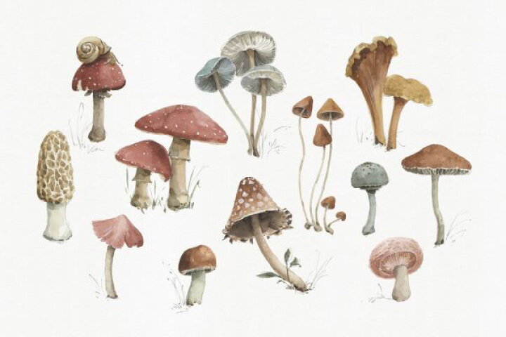 楽天市場 きのこ イラストの壁紙 輸入 カスタム壁紙 Photowall Mushroom Medley 01 貼ってはがせるフリース壁紙 不織布 海外取寄せ商品 代引き 後払い不可 壁紙屋本舗 カベガミヤホンポ