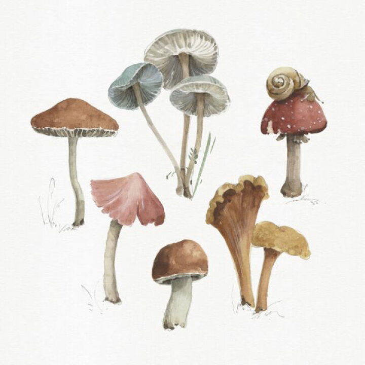楽天市場 きのこ イラストの壁紙 輸入 カスタム壁紙 Photowall Mushroom Medley 02 貼ってはがせるフリース壁紙 不織布 海外取寄せ商品 代引き 後払い不可 壁紙屋本舗 カベガミヤホンポ 楽天市場 きのこ イラストの壁紙 輸入 カスタム壁紙 Photowall Mushroom Medley 02 貼ってはがせるフリース壁紙 不織布 海外取寄せ商品 代引き 後払い不可 壁紙屋本舗 カベガミヤホンポ