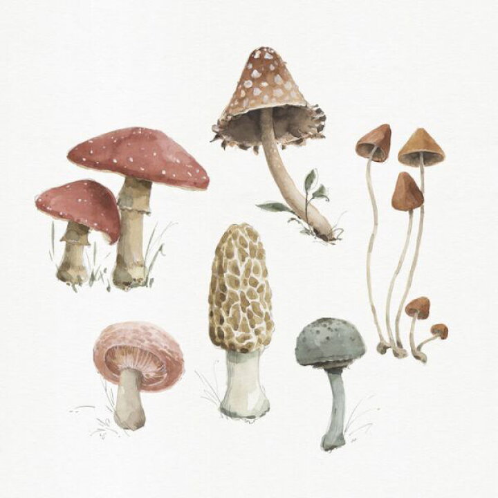 楽天市場 きのこ イラストの壁紙 輸入 カスタム壁紙 Photowall Mushroom Medley 03 貼ってはがせるフリース壁紙 不織布 海外取寄せ商品 代引き 後払い不可 壁紙屋本舗 カベガミヤホンポ