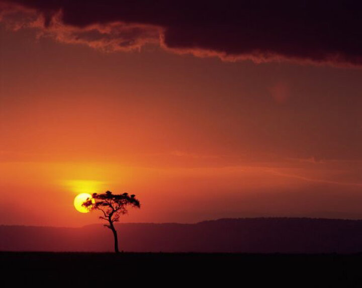 楽天市場 夕焼け 木 シルエット 写真 オレンジの壁紙 輸入 カスタム壁紙 Photowall Sunset Behind A Tree 貼ってはがせるフリース壁紙 不織布 海外取寄せ商品 代引き 後払い不可 壁紙屋本舗 カベガミヤホンポ