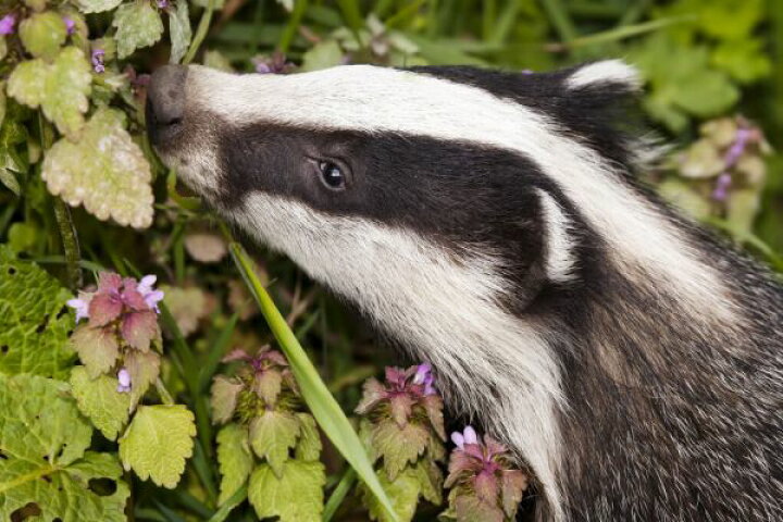 楽天市場 アナグマ 動物 顔 写真の壁紙 輸入 カスタム壁紙 Photowall Badger Cub Head Portrait 339 貼ってはがせるフリース壁紙 不織布 海外取寄せ商品 代引き 後払い不可 壁紙屋本舗 カベガミヤホンポ
