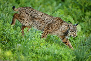 スペイン 壁紙の人気商品 通販 価格比較 価格 Com