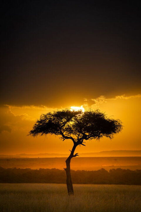 楽天市場 木 夕焼け シルエット 写真 オレンジの壁紙 輸入 カスタム壁紙 Photowall Sunset Over Savanna With A Lone Tree 貼ってはがせるフリース壁紙 不織布 海外取寄せ商品 代引き 後払い不可 壁紙 屋本舗 カベガミヤホンポ