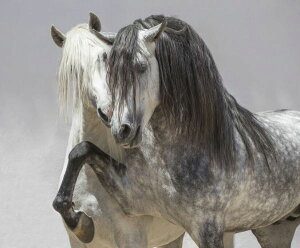 1030l20OFFN[| n n ʐ^̕ǎ A JX^ǎ Aǎ JX^ǎ PHOTOWALL / Andalusian Horse (e332119) \Ă͂t[Xǎ(sDz) yCO񂹏iz yE