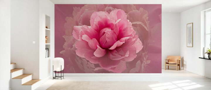 楽天市場 花 ピンクの壁紙 輸入 カスタム壁紙 Photowall Pink Lady 貼ってはがせるフリース壁紙 不織布 海外取寄せ商品 代引き 後払い不可 壁紙屋本舗 カベガミヤホンポ