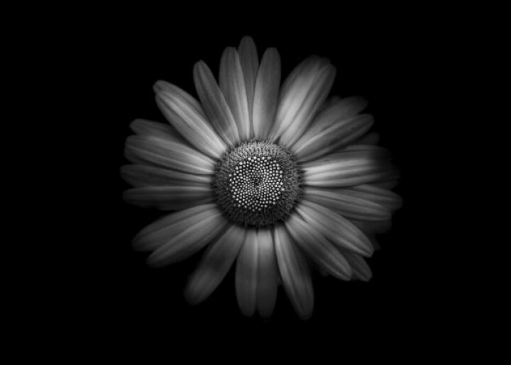 楽天市場 花 写真 白黒 モノクロ モノトーン 黒 ブラックの壁紙 輸入 カスタム壁紙 Photowall Backyard Flowers In Black And White 324 貼ってはがせるフリース壁紙 不織布 海外取寄せ商品 代引き 後払い不可 壁紙屋本舗 カベガミヤホンポ