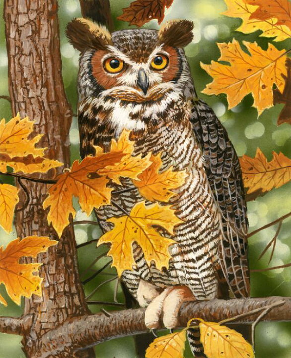 楽天市場 フクロウ ミミズク イラスト オレンジの壁紙 輸入 カスタム壁紙 Photowall Autumn Owl 貼ってはがせるフリース壁紙 不織布 海外取寄せ商品 代引き 後払い不可 壁紙屋本舗 カベガミヤホンポ