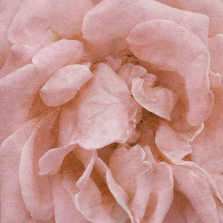 楽天市場 花 花びら 絵画 ピンクの壁紙 輸入 カスタム壁紙 Photowall Wall Flower 貼ってはがせるフリース 壁紙 不織布 海外取寄せ商品 代引き 後払い不可 壁紙屋本舗 カベガミヤホンポ