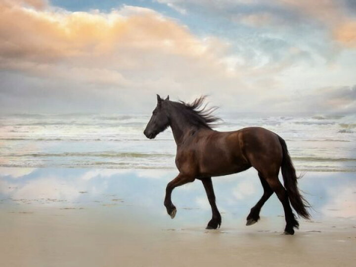 楽天市場 馬 海 空の壁紙 輸入 カスタム壁紙 Photowall Wave Runners Iii 貼ってはがせるフリース壁紙 不織布 海外取寄せ商品 代引き 後払い不可 壁紙屋本舗 カベガミヤホンポ 楽天市場 馬 海 空の壁紙 輸入 カスタム壁紙 Photowall Wave Runners Iii 貼ってはがせるフリース壁紙 不織布 海外取寄せ商品 代引き 後払い不可 壁紙屋本舗 カベガミヤホンポ