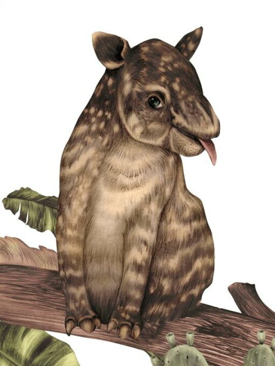 楽天市場 バク 動物 イラストの壁紙 輸入 カスタム壁紙 Photowall Tapir E 貼ってはがせるフリース壁紙 不織布 海外取寄せ商品 代引き 後払い不可 壁紙屋本舗 カベガミヤホンポ