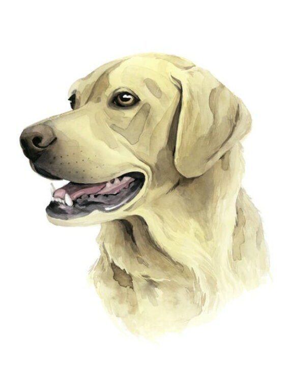 楽天市場 先着23名様限定 年始に使える23 Offクーポン配布中 犬 顔 イラストの壁紙 輸入 カスタム壁紙 Photowall Sunny Boy Ii 貼ってはがせるフリース壁紙 不織布 海外取寄せ商品 代引き 後払い不可 壁紙屋本舗 カベガミヤホンポ