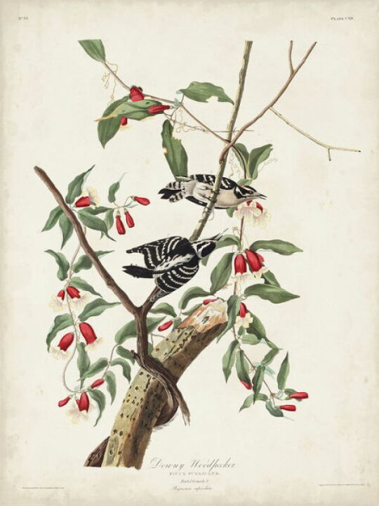 楽天市場 鳥 花 イラスト 博物画 図鑑 アンティーク ビンテージの壁紙 輸入 カスタム壁紙 Photowall Downy Woodpecker 貼ってはがせるフリース壁紙 不織布 海外取寄せ商品 代引き 後払い不可 壁紙屋本舗 カベガミヤホンポ