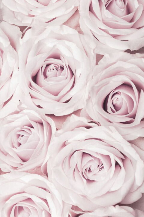 楽天市場 バラ 花 ピンク ニュアンスカラー 写真の壁紙 輸入 カスタム壁紙 Photowall Pink Roses 貼ってはがせるフリース壁紙 不織布 海外取寄せ商品 代引き 後払い不可 壁紙屋本舗 カベガミヤホンポ