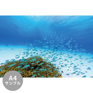 ySiΏۃN[|zzz yTvpzTCYI[_[ ~[ǎ t[XǎîȂjTv ČiFǎ  foXY_CiꈢÓj NSO-K00002