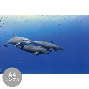 ySiΏۃN[|zzz yTvpzTCYI[_[ ~[ǎ t[XǎîȂjTv ČiFǎ  ohECJ(\RLVR) NSO-K00003