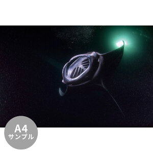 ySiΏۃN[|zzz yTvpzTCYI[_[ ~[ǎ t[XǎîȂjTv ČiFǎ  }^ifBuj NSO-K00004