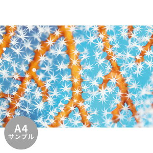 ySiΏۃN[|zzz yTvpzTCYI[_[ ~[ǎ t[XǎîȂjTv ČiFǎ  TS̃|v NSO-K00005