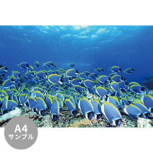 ySiΏۃN[|zzz yTvpzTCYI[_[ ~[ǎ t[XǎîȂjTv ČiFǎ  pE_[u[T[WtBbVifB