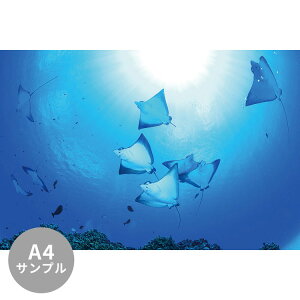 ySiΏۃN[|zzz yTvpzTCYI[_[ ~[ǎ t[XǎîȂjTv ČiFǎ  }_grGCiTCpj NSO-K00008