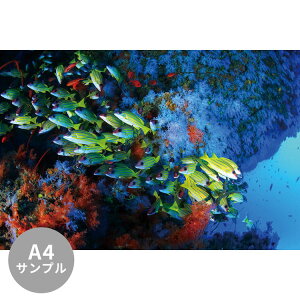 ySiΏۃN[|zzz yTvpzTCYI[_[ ~[ǎ t[XǎîȂjTv ČiFǎ  XWtG_Cƃu[\tgR[if