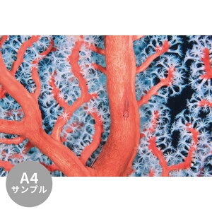 ySiΏۃN[|zzz yTvpzTCYI[_[ ~[ǎ t[XǎîȂjTv ČiFǎ  TSƃKXn[ NSO-K00014