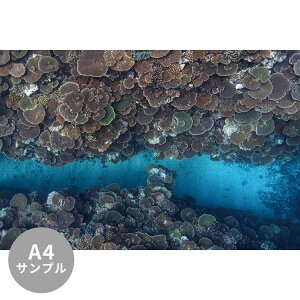 ySiΏۃN[|zzz yTvpzTCYI[_[ ~[ǎ t[XǎîȂjTv ČiFǎ  e[uR[Ɠiꔵ^j NSO-K00016