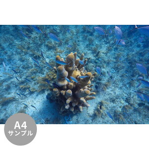 ySiΏۃN[|zzz yTvpzTCYI[_[ ~[ǎ t[XǎîȂjTv ČiFǎ  TSƐiL[oj NSO-K00018