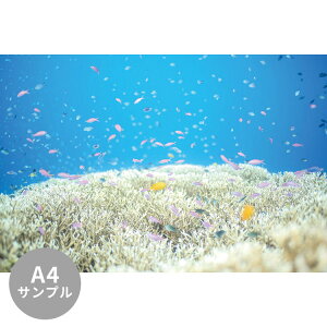 ySiΏۃN[|zzz yTvpzTCYI[_[ ~[ǎ t[XǎîȂjTv ČiFǎ  TSƃp[vr[eB[itBsj NSO