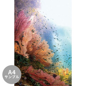 ySiΏۃN[|zzz yTvpzTCYI[_[ ~[ǎ t[XǎîȂjTv ČiFǎ  C\oiƌiWApbgj NSO-K00022