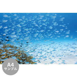 ySiΏۃN[|zzz yTvpzTCYI[_[ ~[ǎ t[XǎîȂjTv ČiFǎ  foXY_CiꈢÓj NSO-K00024