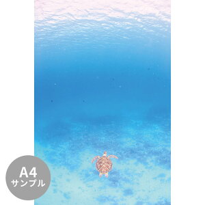 ySiΏۃN[|zzz yTvpzTCYI[_[ ~[ǎ t[XǎîȂjTv ČiFǎ  jJiꈢÓj NSO-K00025