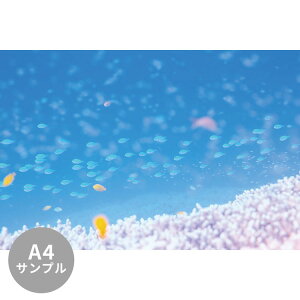 ySiΏۃN[|zzz yTvpzTCYI[_[ ~[ǎ t[XǎîȂjTv ČiFǎ  foXY_CƃTSiΊ_j NSO-K00027