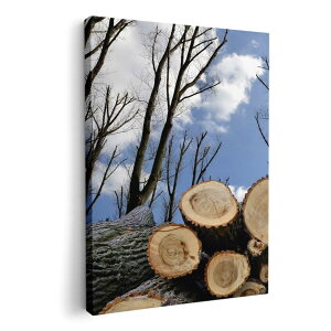 A[gpl G G  IׂTCY 594×841mm A1 _  ʐ^ tHg CeA  002647 iF@i@ʐ^