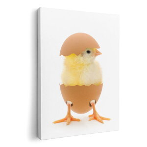 A[gpl G G  IׂTCY 594×841mm A1 _  ʐ^ tHg CeA  002806 @@ʐ^