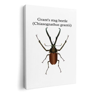 A[gpl G G  IׂTCY 594×841mm A1 _  ʐ^ tHg CeA  020003 `NK^