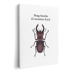 A[gpl G G  IׂTCY 594×841mm A1 _  ʐ^ tHg CeA  020007 stag beetle NK^V