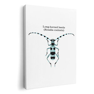 �A�[�g�p�l�� �G �G�� ���� �I�ׂ�T�C�Y 594×841mm A1 ���_�� ���� �ʐ^ �t�H�g �C���e���A ������� 020011 �� Rosalia coelestis �R�G���X�e�B�X