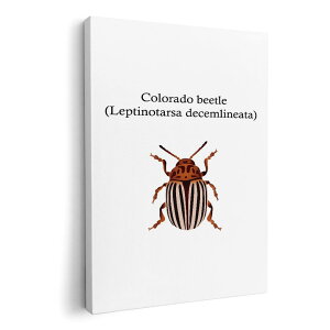 �A�[�g�p�l�� �G �G�� ���� �I�ׂ�T�C�Y 594×841mm A1 ���_�� ���� �ʐ^ �t�H�g �C���e���A ������� 020022 �� colorado beetle �R�����h�n���V