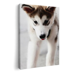 A[gpl G G  IׂTCY 594×841mm A1 _  ʐ^ tHg CeA  005831 ʐ^@@