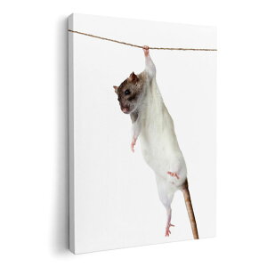 ねずみ 絵画の人気商品 通販 価格比較 価格 Com ねずみ 絵画の人気商品 通販 価格比較 価格 Com