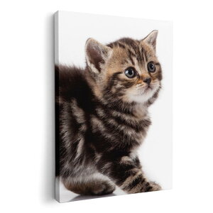 A[gpl G G  IׂTCY 594×841mm A1 _  ʐ^ tHg CeA  005930 ʐ^@@L@˂