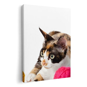 A[gpl G G  IׂTCY 594×841mm A1 _  ʐ^ tHg CeA  005939 ʐ^@@L@˂