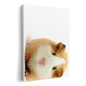 A[gpl G G  IׂTCY 594×841mm A1 _  ʐ^ tHg CeA  006036 ʐ^@@nX^[